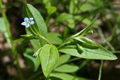 Memoremea scorpioides