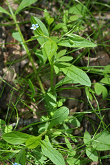 Memoremea scorpioides