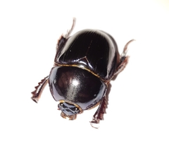 Peltotrupes profundus