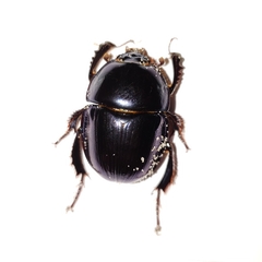 Peltotrupes profundus