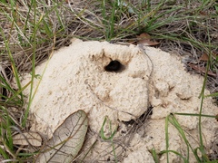 Peltotrupes profundus