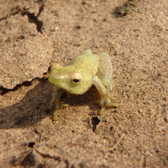 Hyperolius microps