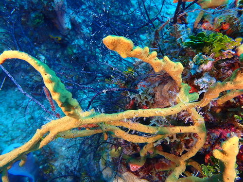 Photo of Row pore rope sponge (Aplysina cauliformis)