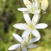 Ornithogalum graminifolium - Photo (c) Dave U, algunos derechos reservados (CC BY), subido por Dave U