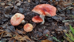 Russula californiensis