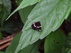 Alampla arcifraga