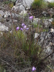 Gladiolus patersoniae
