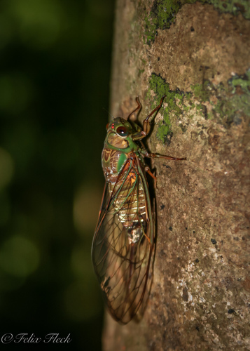 Venustria superba Goding & Froggatt, 1904