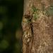 Frog Cicada - Photo (c) Felix Fleck, some rights reserved (CC BY-NC), uploaded by Felix Fleck