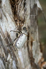 Dermolepida albohirtum