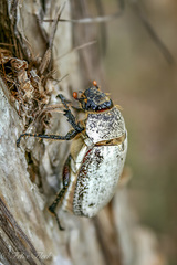 Dermolepida albohirtum