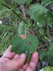Pericallis × hybrida