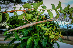 Acrophylla wuelfingi