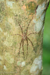 Pandercetes gracilis