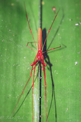 Tetragnatha rubriventris