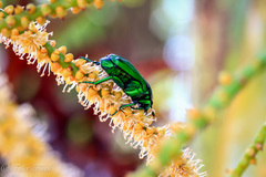 Ischiopsopha wallacei