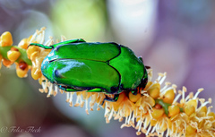 Ischiopsopha wallacei