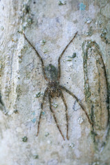 Pandercetes gracilis