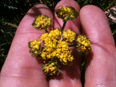Lomatium utriculatum