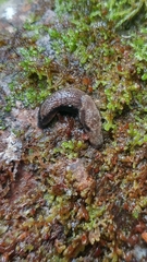 Prophysaon vanattae