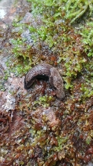 Prophysaon vanattae
