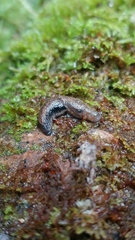 Prophysaon vanattae