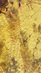 Myriophyllum triphyllum