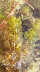 Myriophyllum triphyllum