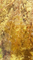Myriophyllum triphyllum