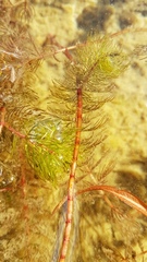 Myriophyllum triphyllum