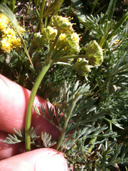 Lomatium utriculatum