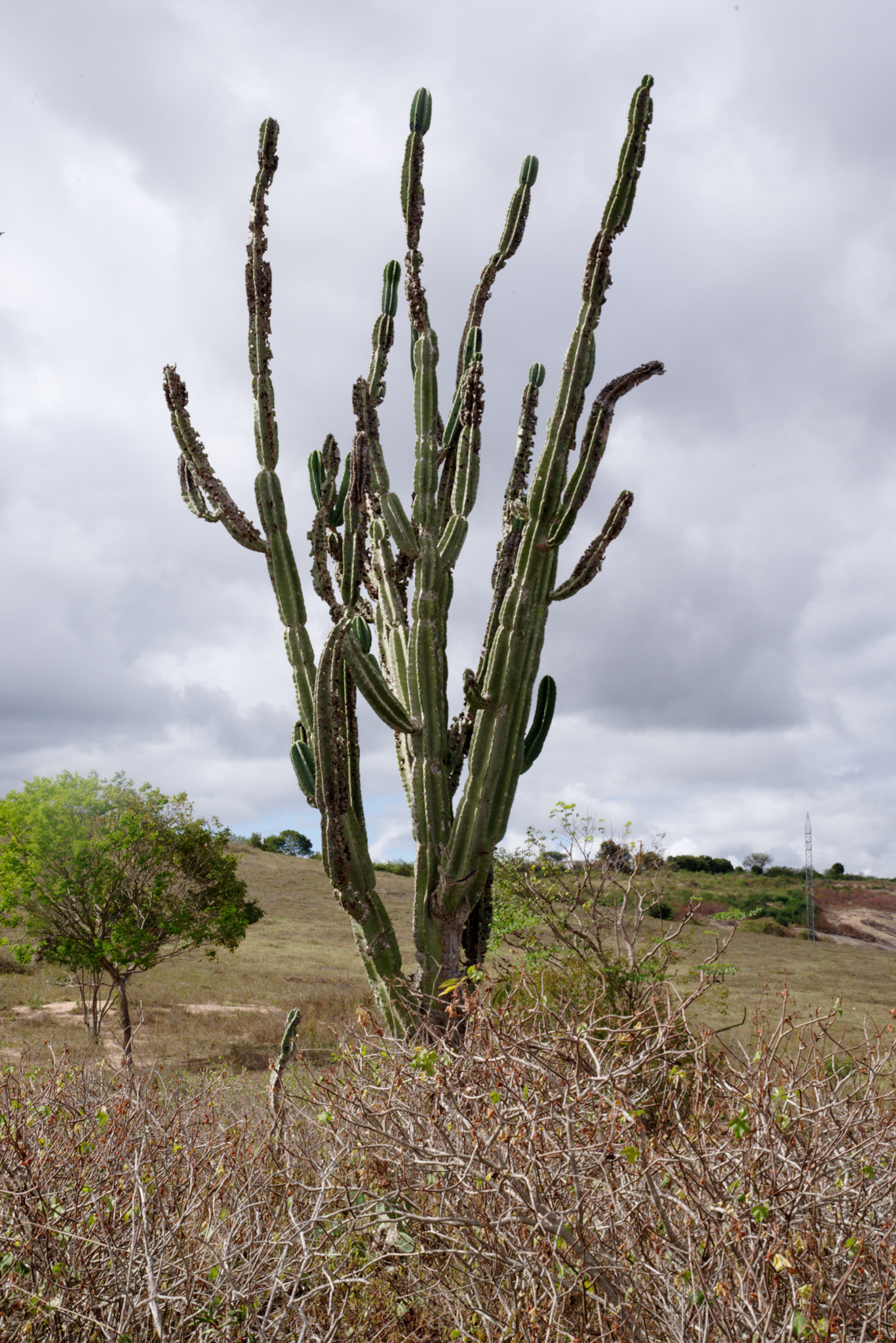 Cereus jamacaru