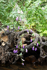 Aconitum sczukinii