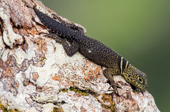 Uracentron flaviceps