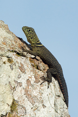 Uracentron flaviceps