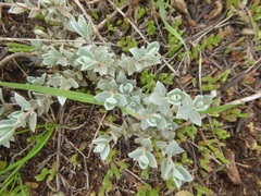 Atriplex watsonii