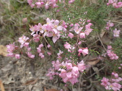 Boronia microphylla