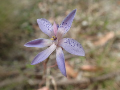 Thelymitra ixioides