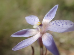 Thelymitra ixioides