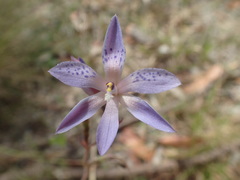 Thelymitra ixioides