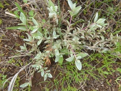 Atriplex watsonii
