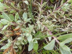 Atriplex watsonii