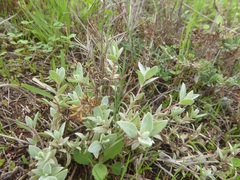 Atriplex watsonii