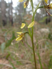 Diuris abbreviata