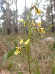 Diuris abbreviata