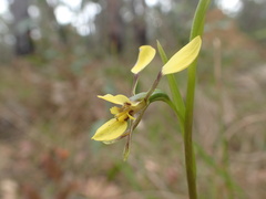 Diuris abbreviata