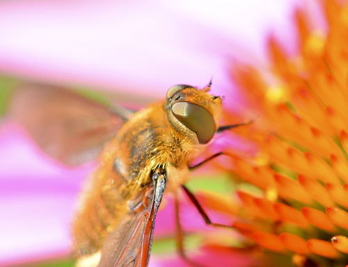 Poecilanthrax tegminipennis photo 2