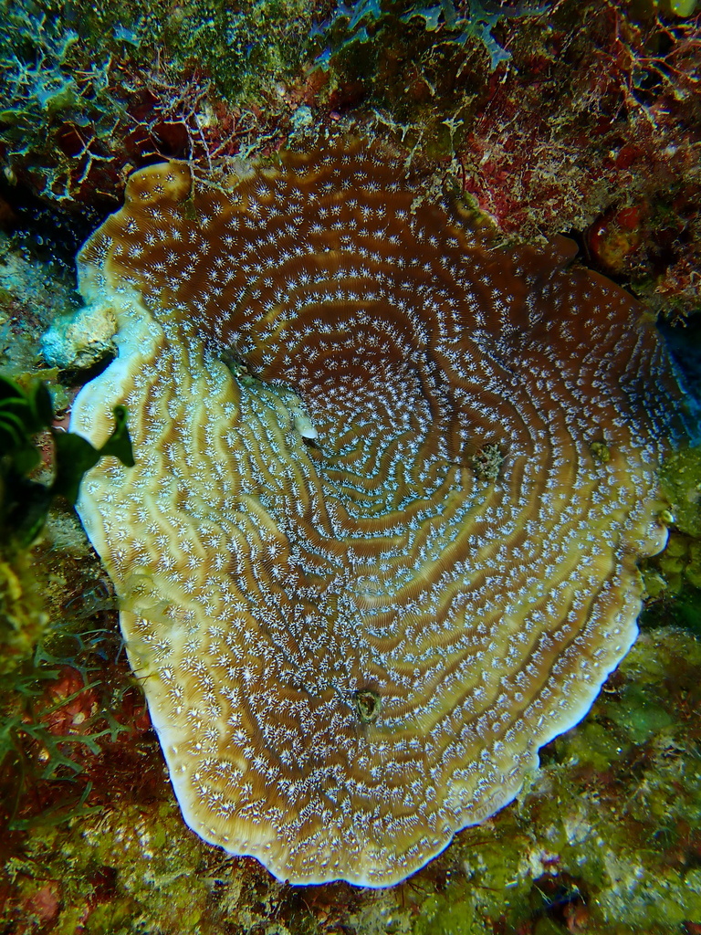 Lamarck's Sheet Coral