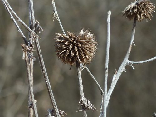 Glandular Globe-thistle
