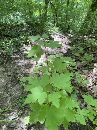 Eastern prickly gooseberry (Ribes cynosbati)
